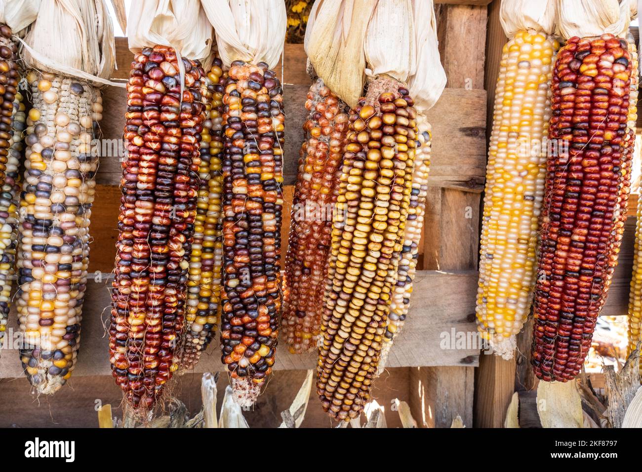 Colorful autunno indiano Corn decorazione per la vendita al frutteto locale Foto Stock