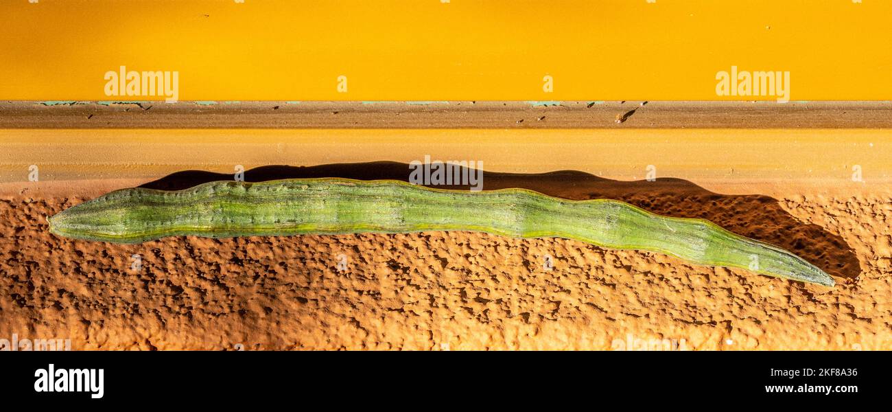 Cialda di Moringa oleifera adagiato su un davanzale arancione Foto Stock