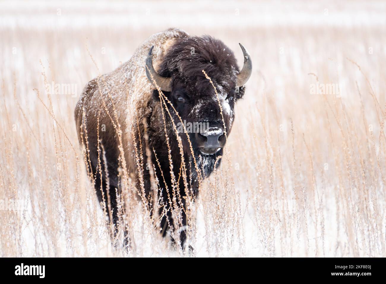 Bisonte molto grande in una tempesta di neve, nascosto dietro un po 'di erba su Antelope Island nello Utah Foto Stock Bisonte molto grande in una tempesta di neve, nascosto dietro un po 'di erba su Antelope Island nello Utah Foto Stock