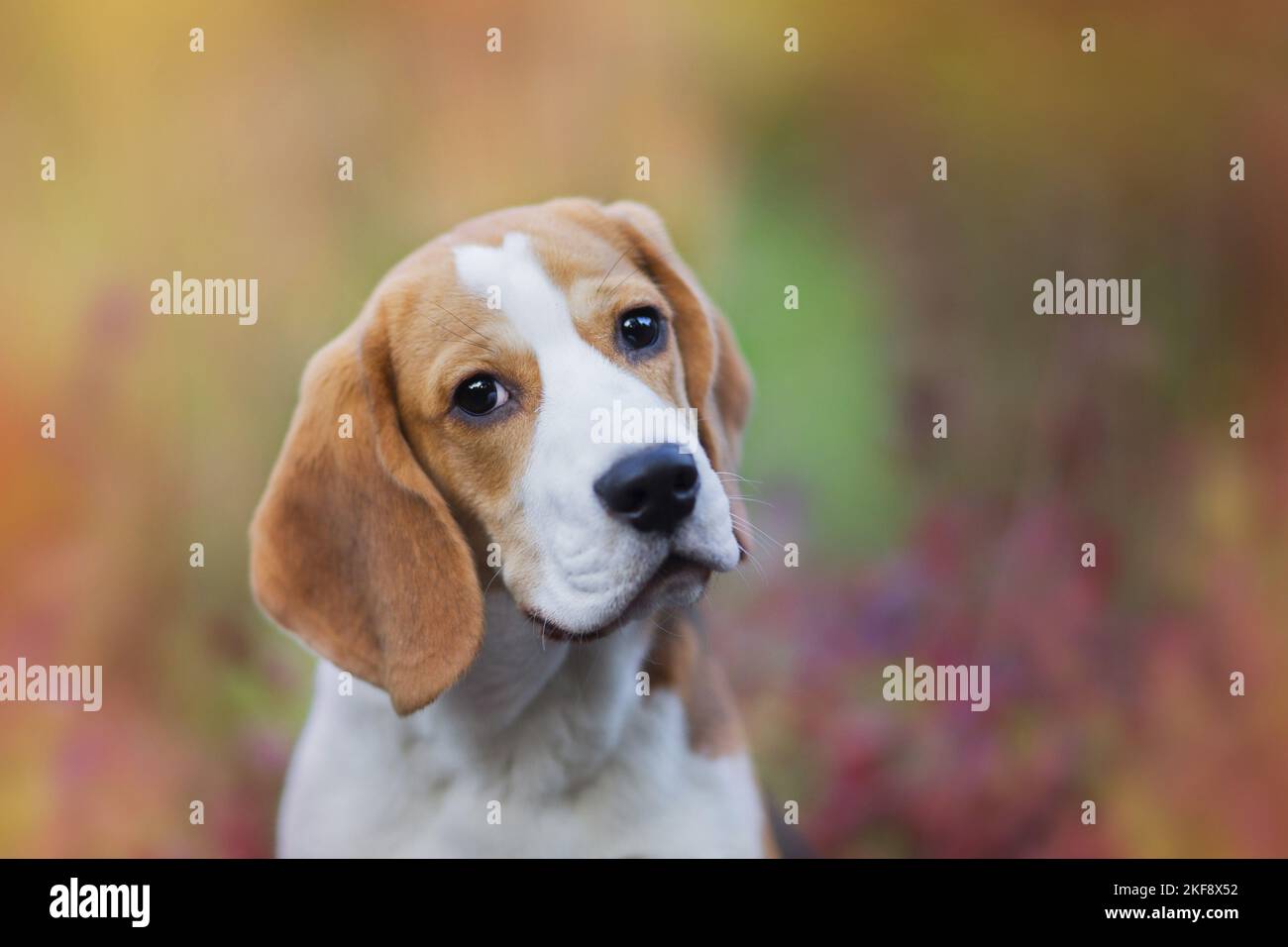 Beagle cucciolo ritratto Foto Stock
