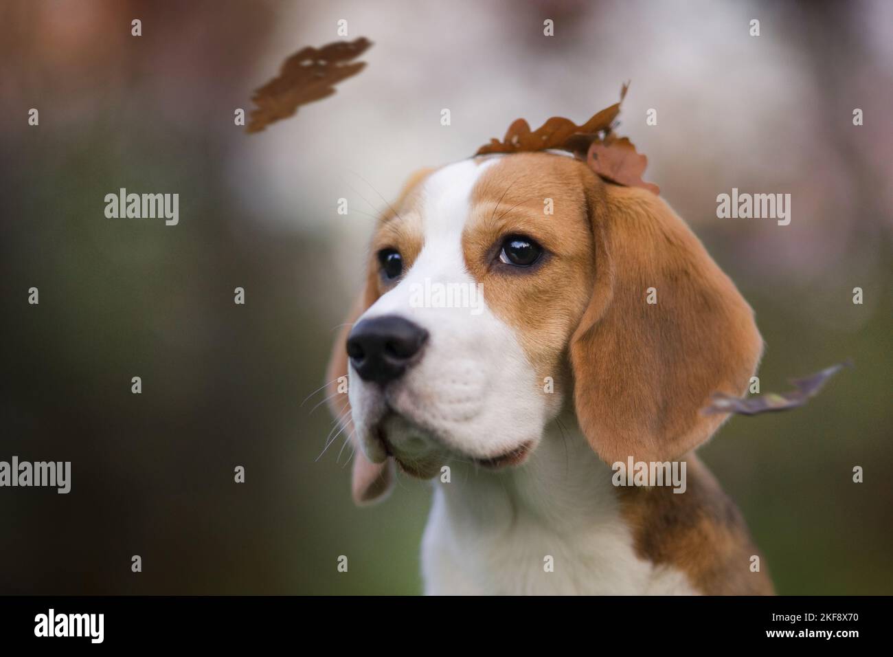 Beagle cucciolo ritratto Foto Stock
