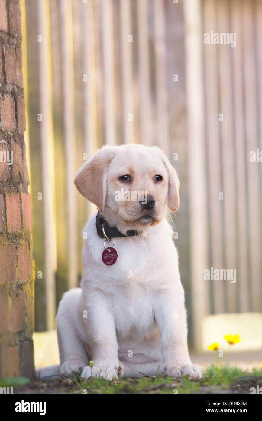 Il Labrador Retriever cucciolo Foto Stock