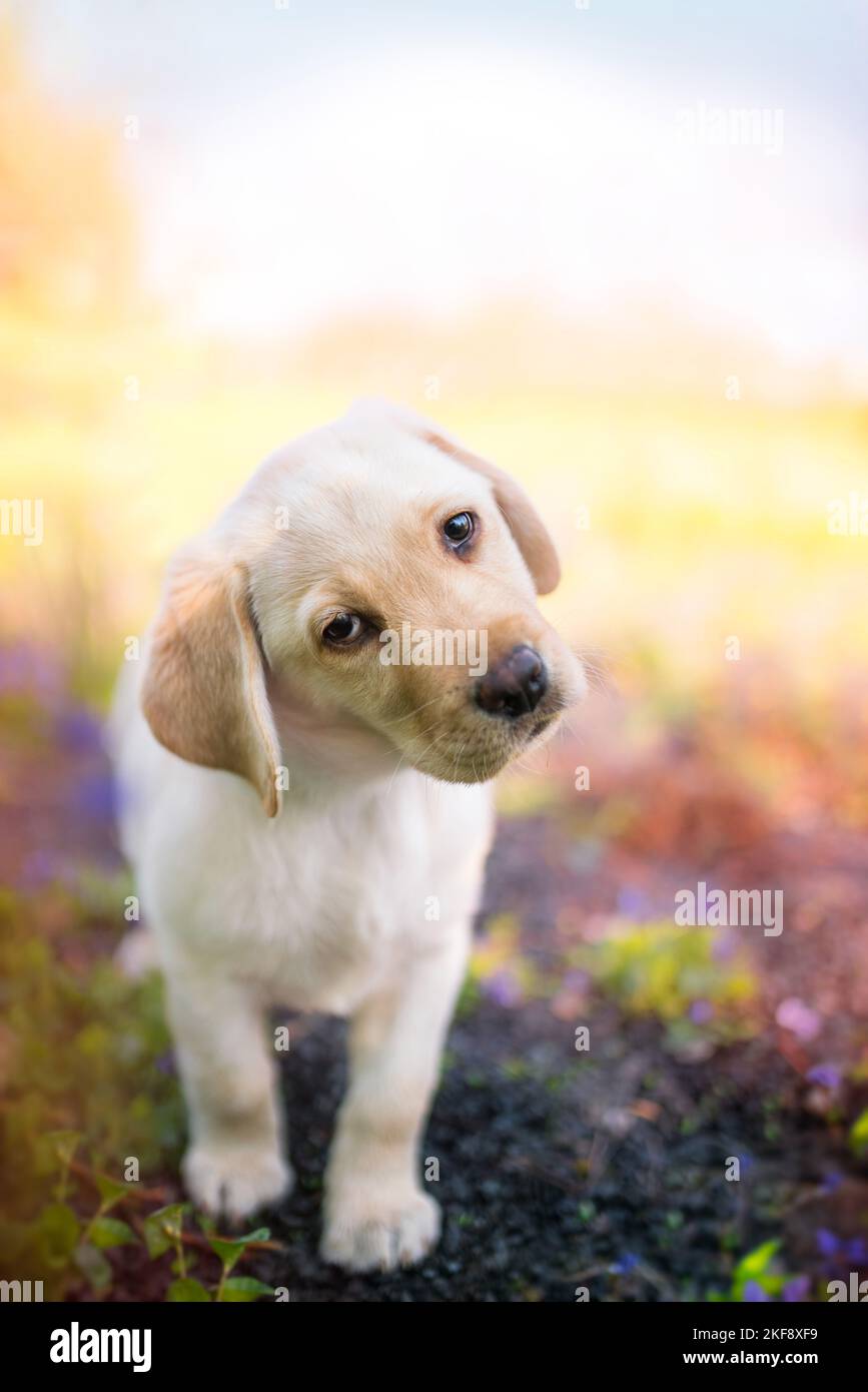 Il Labrador Retriever cucciolo Foto Stock