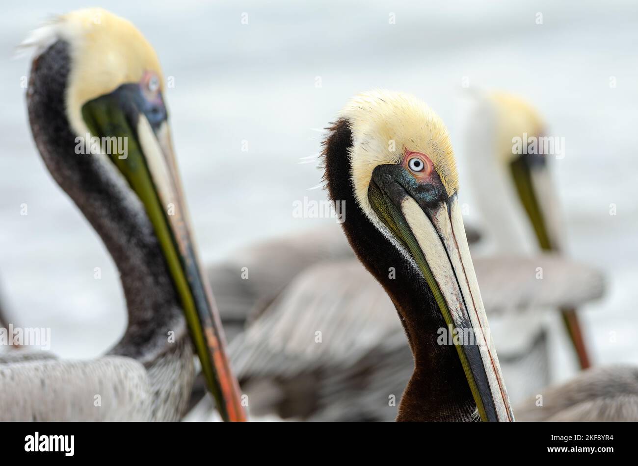 Un primo piano della costa del Pacifico Brown Pelican Puerto Vallarta Messico Foto Stock