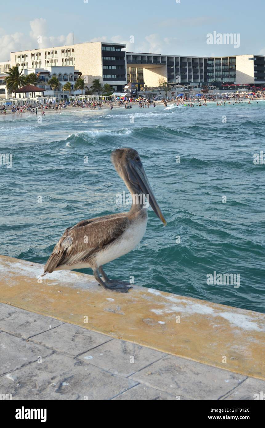 Grigio giovane Pelican seduta sul molo blu acqua animale carino Foto Stock