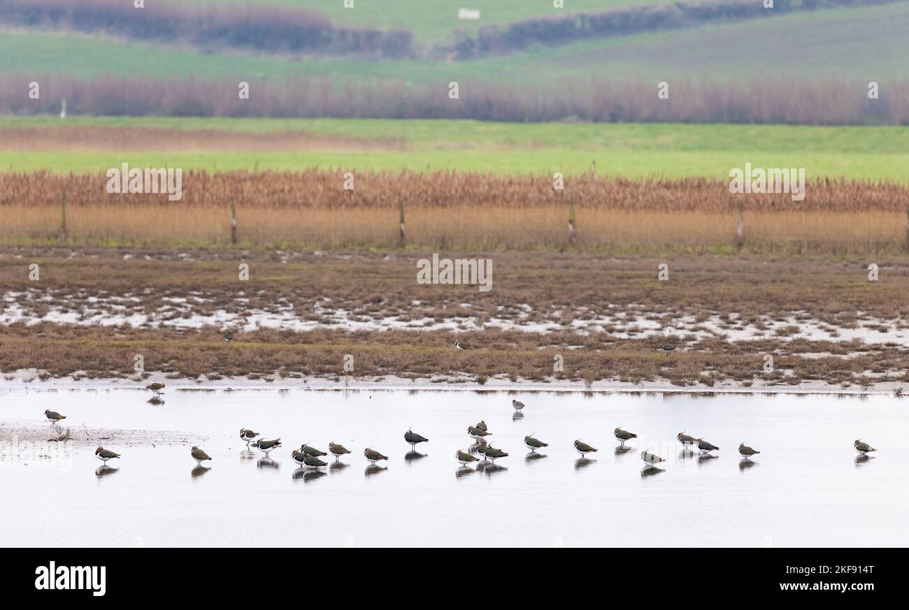 Gregge di Lapwing [ Vanellus Vanellus ] guado in acque poco profonde con campi agricoli sullo sfondo Foto Stock