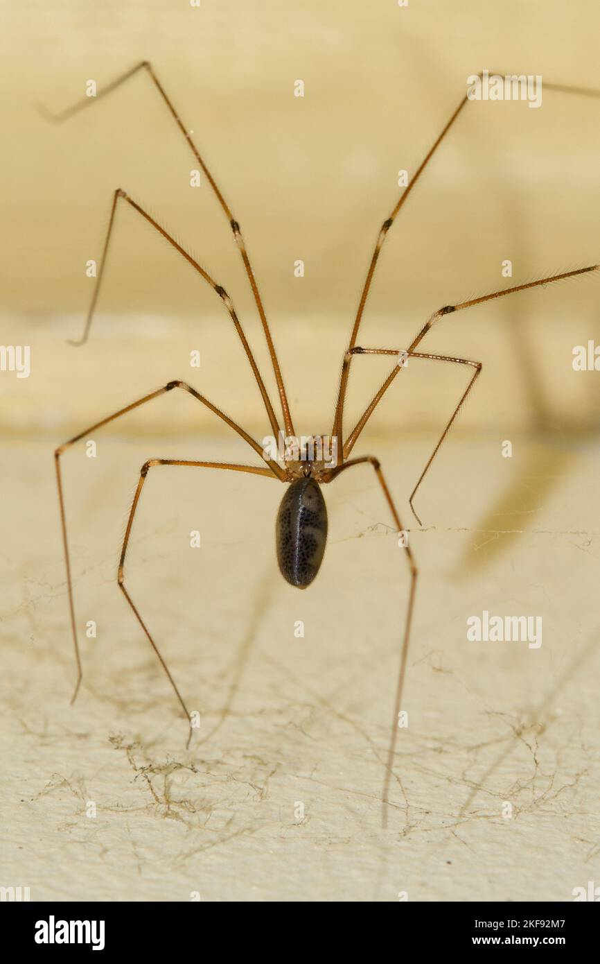 Pholcid ragno, un ragno con le gambe molto lunghe, Daddy gambe lunghe Foto Stock