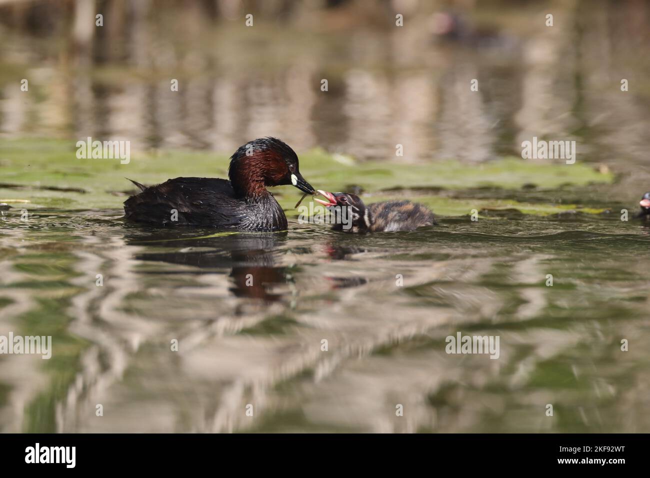 Dabchick Foto Stock