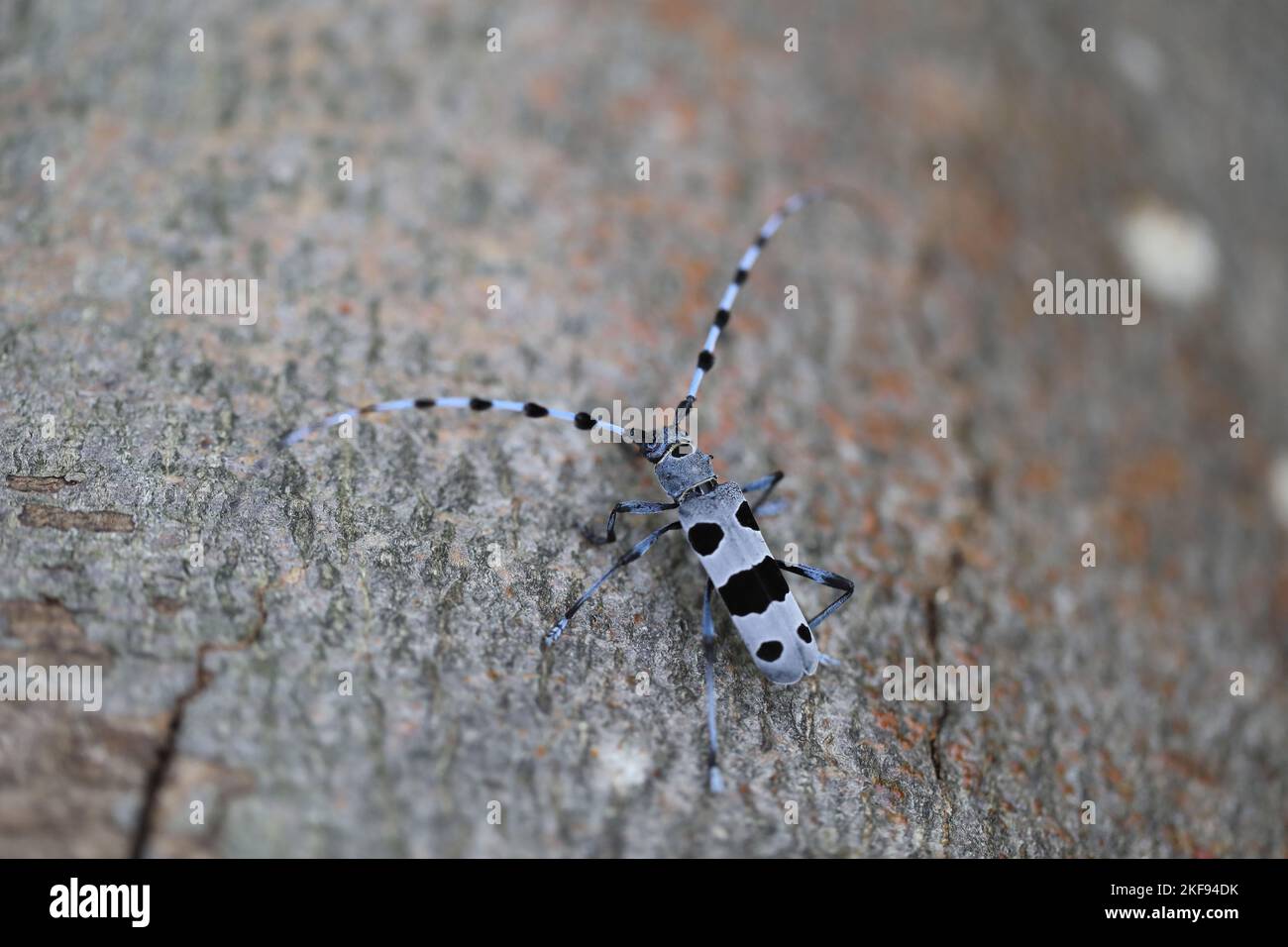 Beetle alpino longhorn Foto Stock