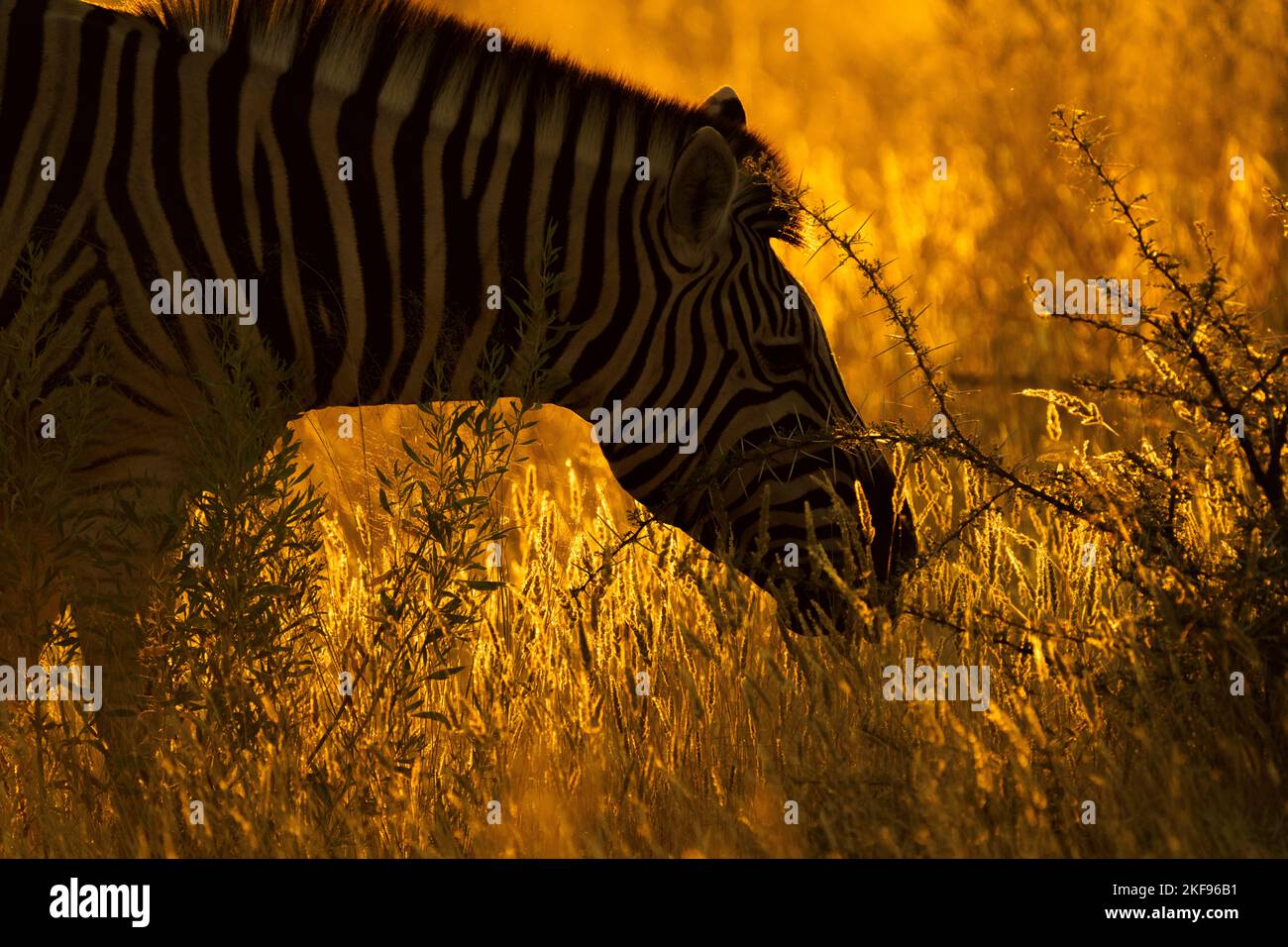 Zebra (Equus quagga burchellii) ritratto silhouette. La testa dell'animale selvatico è retroilluminata dalla luce del tramonto. Parco Nazionale di Etosha, Namibia, Africa Foto Stock