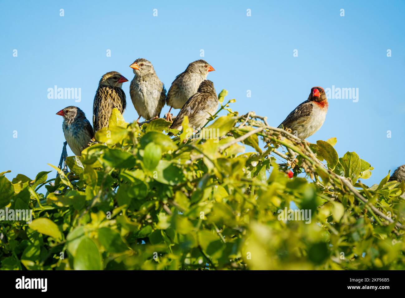 Pappagallo a testa rossa (Amadina eritrocephala), maschio e femmina, arroccato su un ramo. Parco Nazionale di Etosha, Namibia, Africa Foto Stock