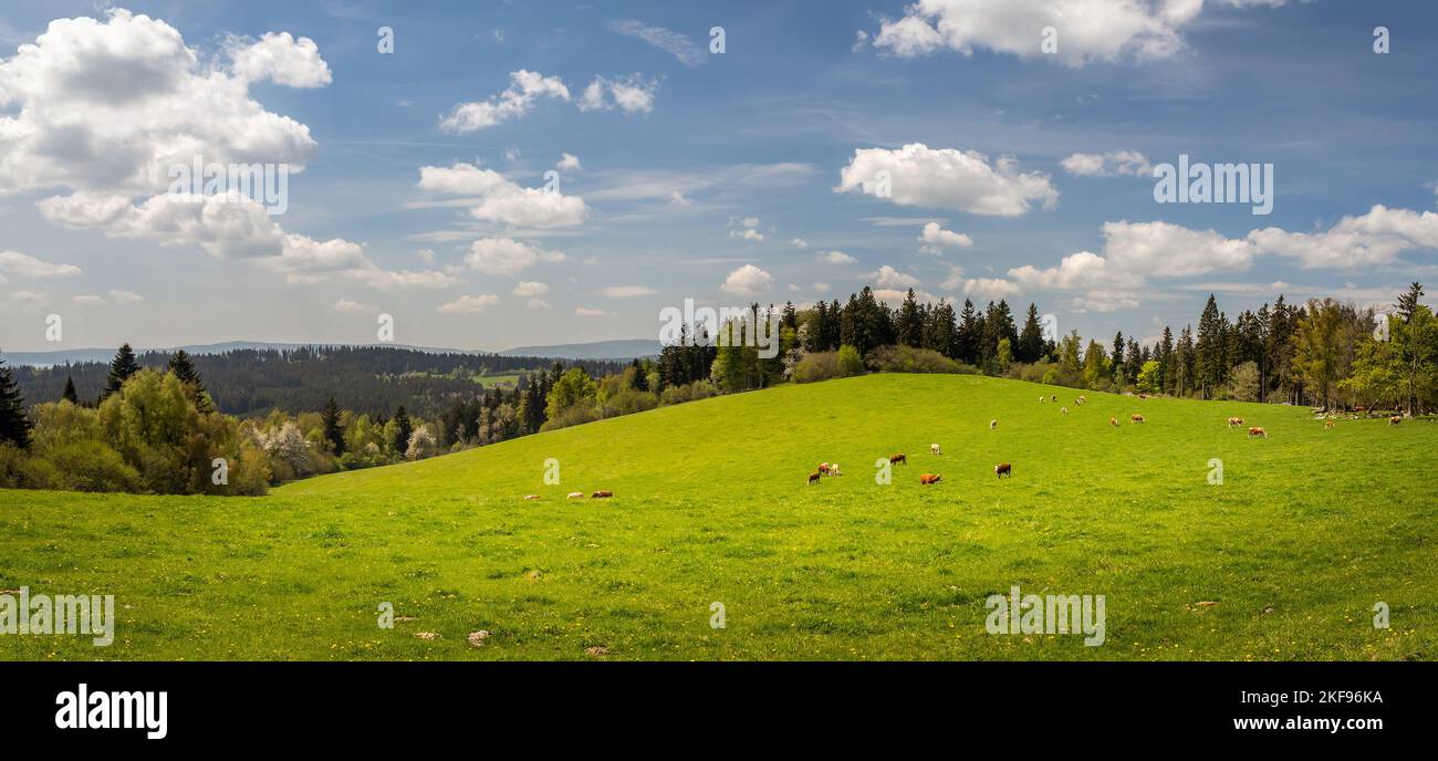paesaggio di campagna con pascolo e mandria di mucche Foto Stock