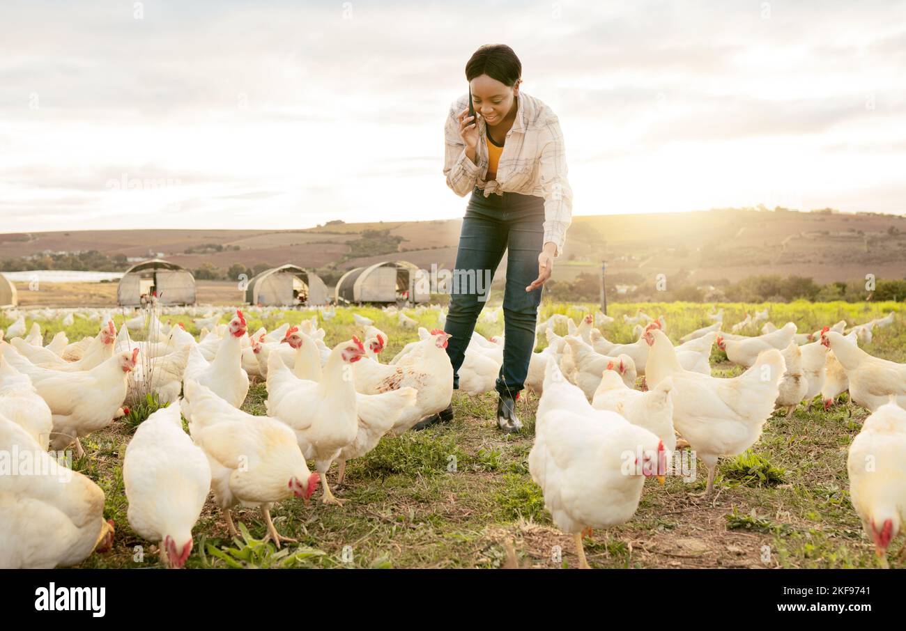 Pollo coltivatore, telefono e donna nera in fattoria, parlando o discutere di fornitura di carne. Pollame, sostenibilità e piccole imprese femmina OR Foto Stock
