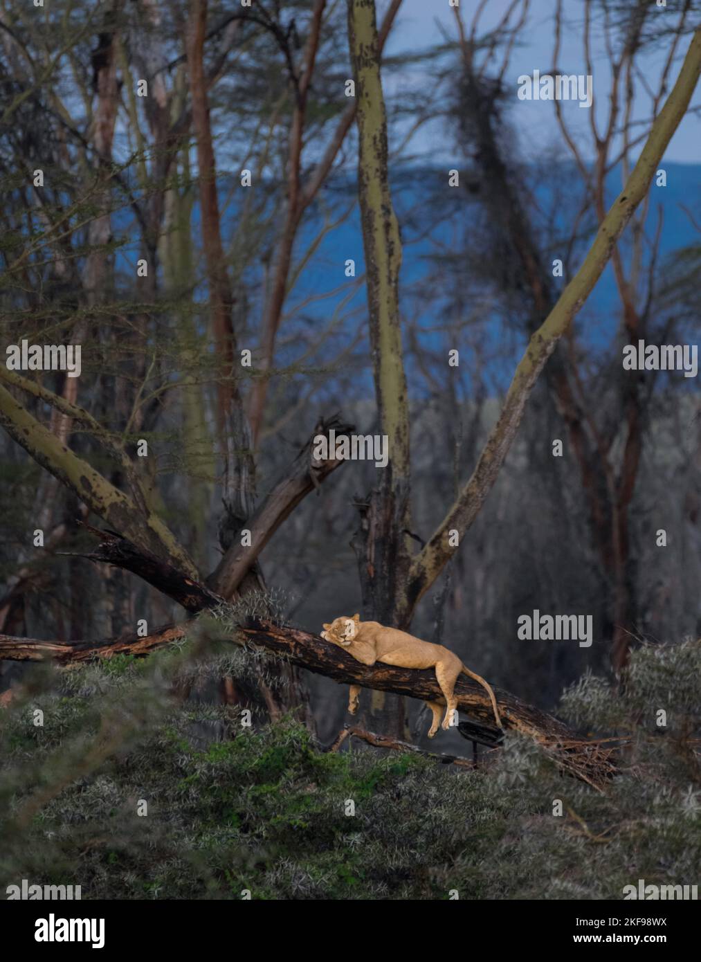 I leoni salgono gli alberi per evitare il terreno affollato. Parco Nazionale del Lago Nakuru, Kenya: QUESTE IMMAGINI mostrano come un leone femmina pigro usava un albero per il Foto Stock