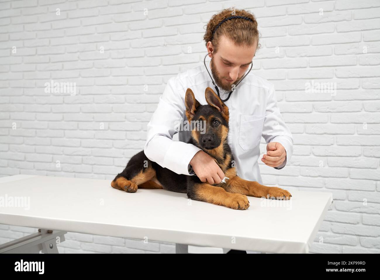 Ritratto di malato paziente e medico devoto. Discreto pelo con archetto che ascolta a fondo il battito cardiaco e il polso. Alsaziano adagiato sul tavolo da laboratorio con calma e pazienza. Concetto di aiutare gli animali. Foto Stock