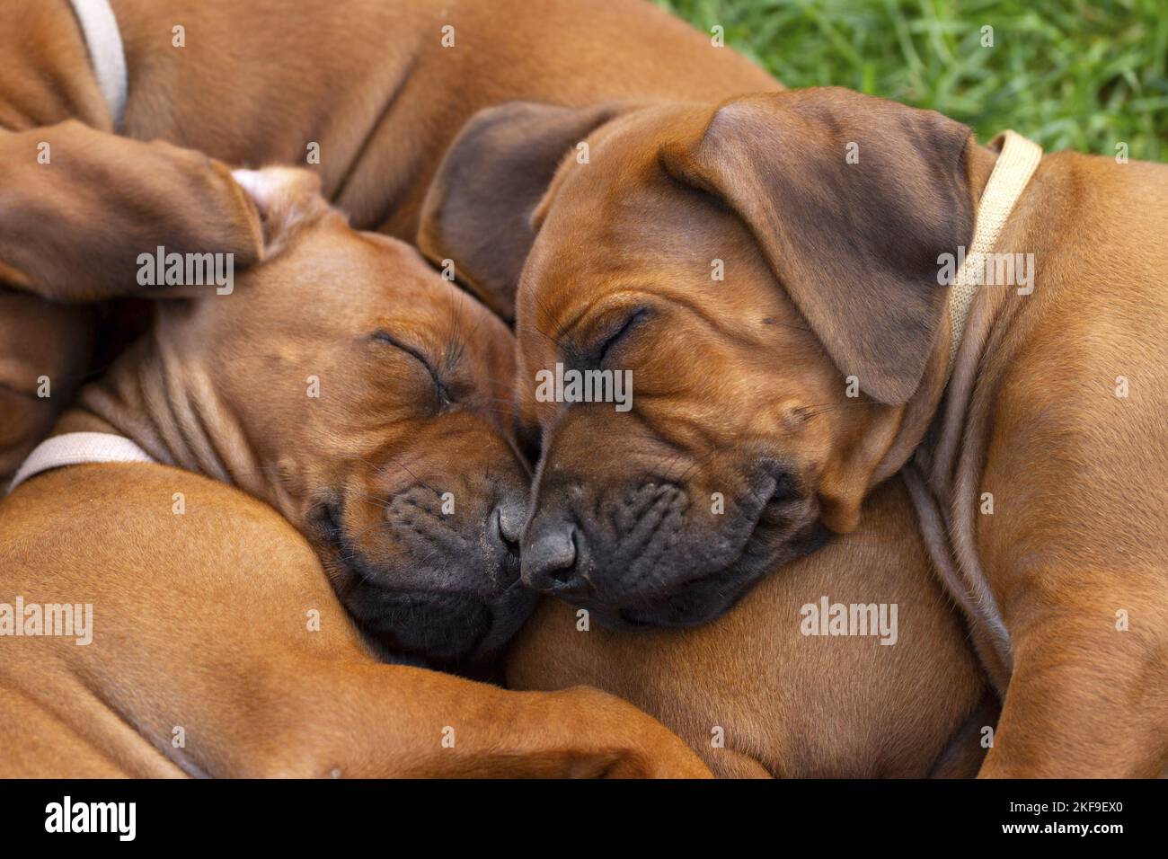 I cuccioli di Ridgeback che dormono Foto Stock