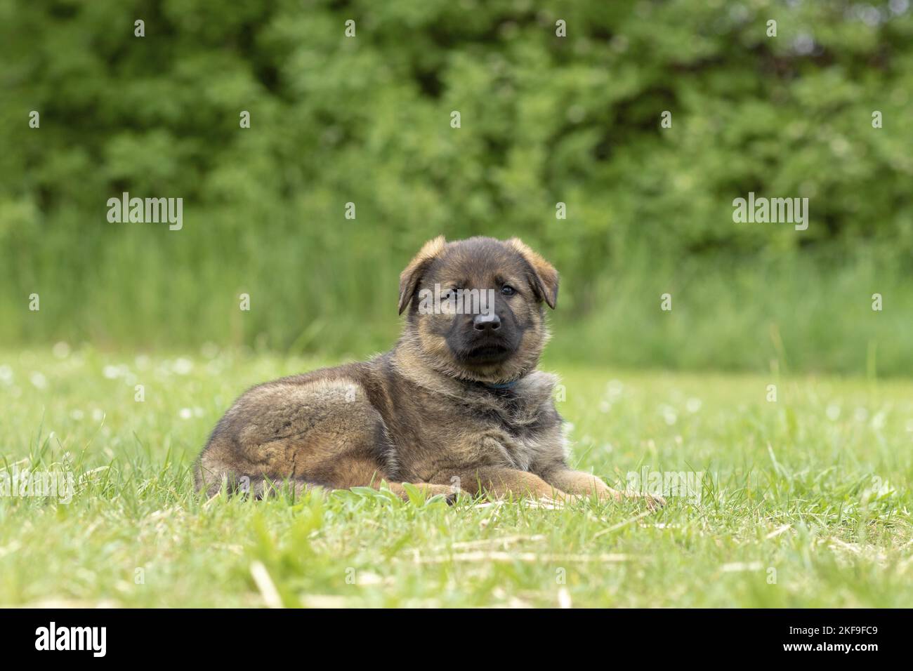 GDR Shepherd Puppy Foto Stock