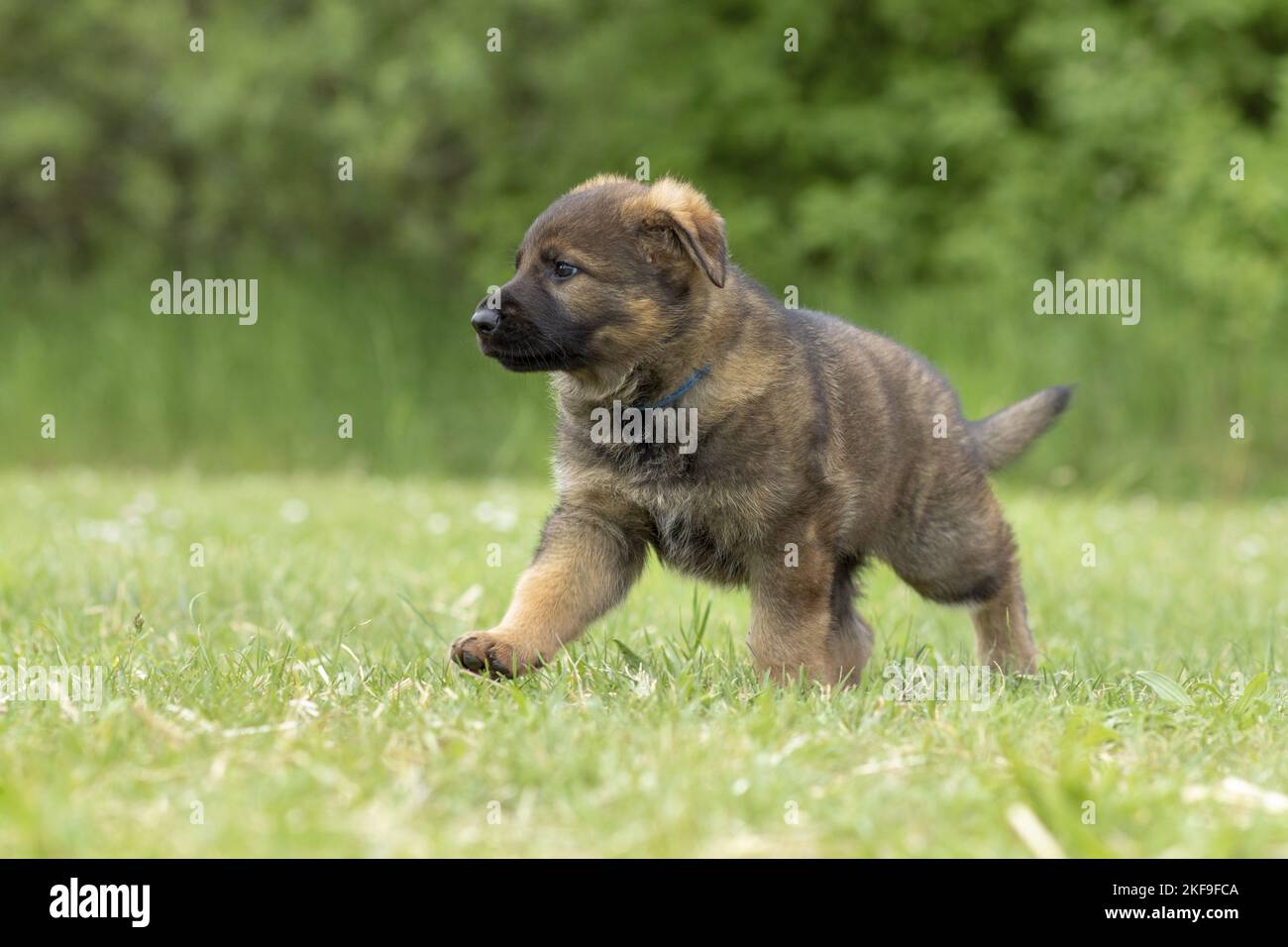 GDR Shepherd Puppy in esecuzione Foto Stock
