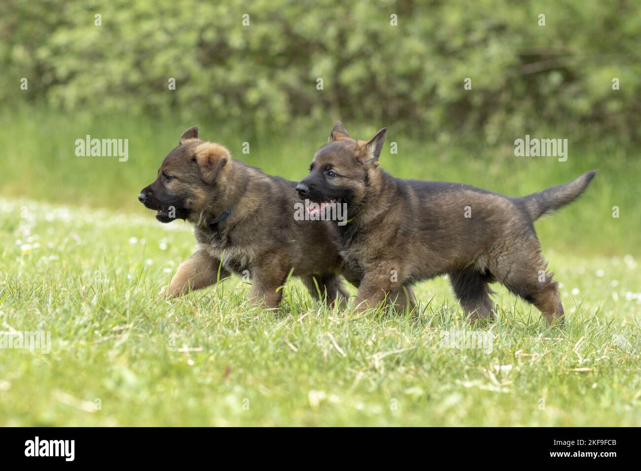 GDR Shepherd Puppies in esecuzione Foto Stock