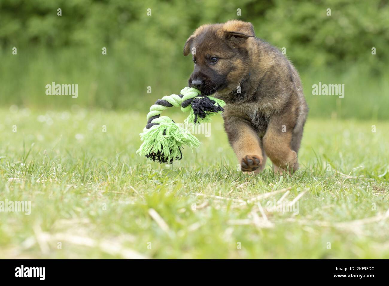 GDR Shepherd Puppy in esecuzione Foto Stock