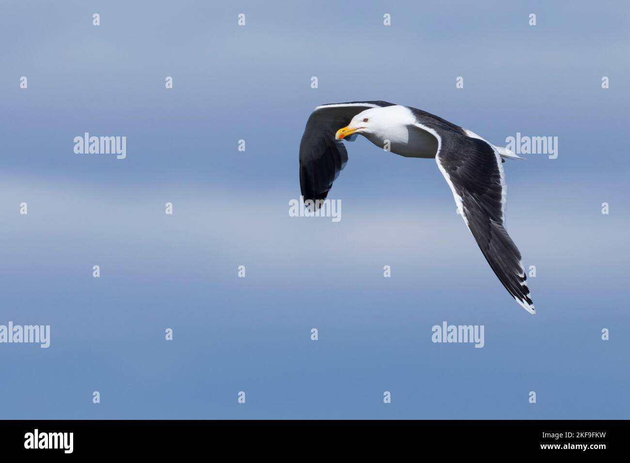 Mantelmöwe, Flugbild, Flugbild, Fliegend, Mantel-Möwe, Möwe, Möwen, Mantelmöve, Larus marinus, grande gabbiano nero-backed, Volo, volo, gabbiano, gabbiani, le Go Foto Stock