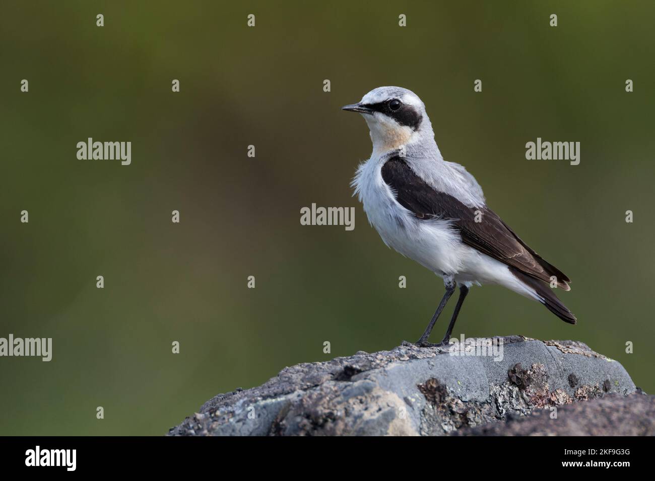 Steinschmätzer, Stein-Schmätzer, Männchen, Oenanthe enanthe, Wheatear settentrionale, Wheatear, maschio, Traquet motteux Foto Stock