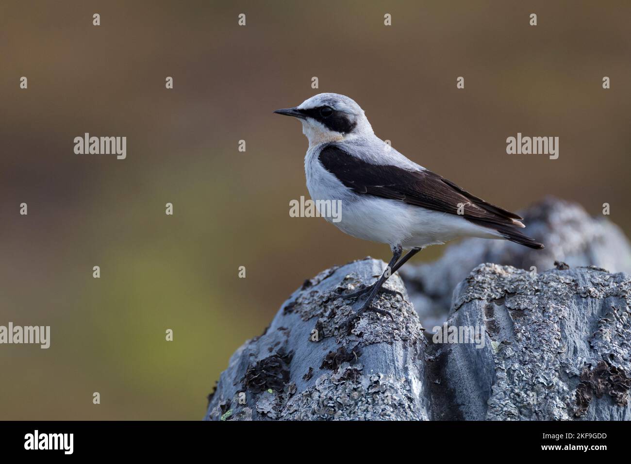 Steinschmätzer, Stein-Schmätzer, Männchen, Oenanthe enanthe, Wheatear settentrionale, Wheatear, maschio, Traquet motteux Foto Stock