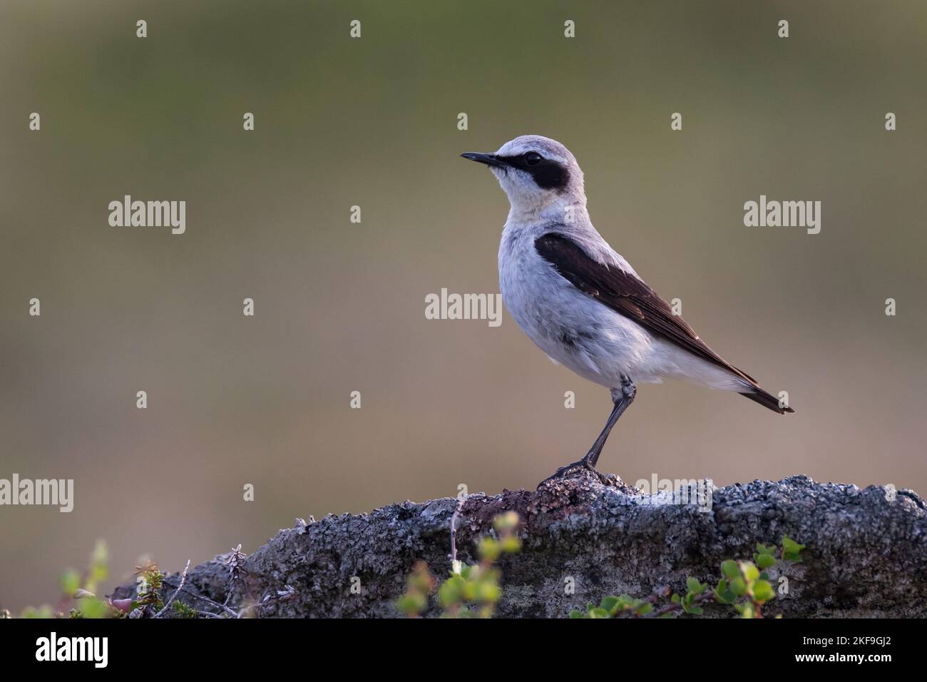 Steinschmätzer, Stein-Schmätzer, Männchen, Oenanthe enanthe, Wheatear settentrionale, Wheatear, maschio, Traquet motteux Foto Stock