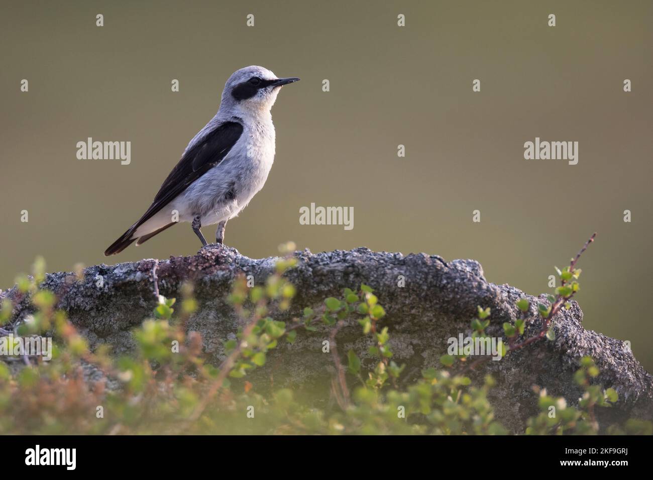 Steinschmätzer, Stein-Schmätzer, Männchen, Oenanthe enanthe, Wheatear settentrionale, Wheatear, maschio, Traquet motteux Foto Stock