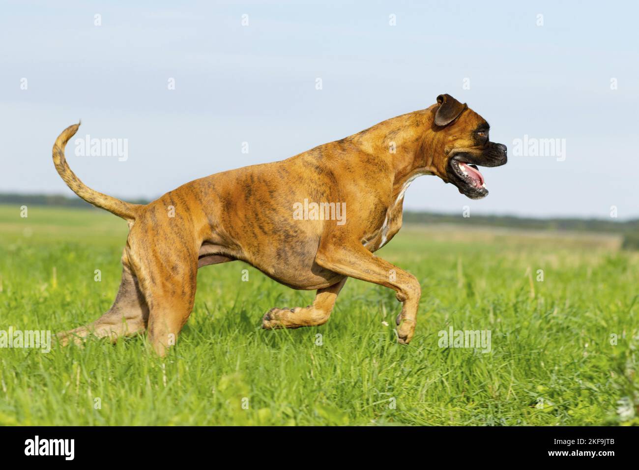 Pugile tedesco adulto Foto Stock
