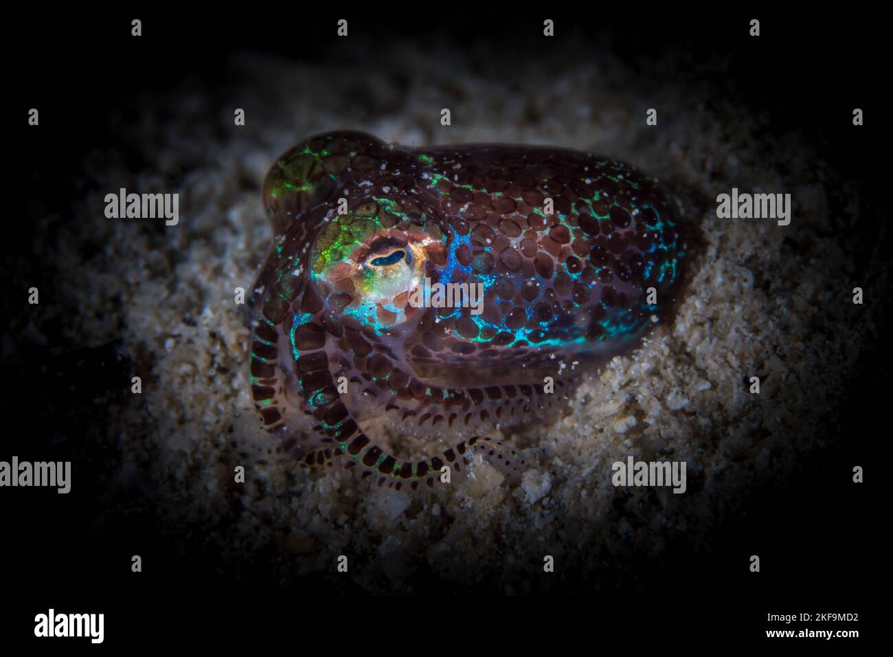 Il calamaro di Bobtail esce per nutrirsi di notte - sculopes di Euprymna Foto Stock