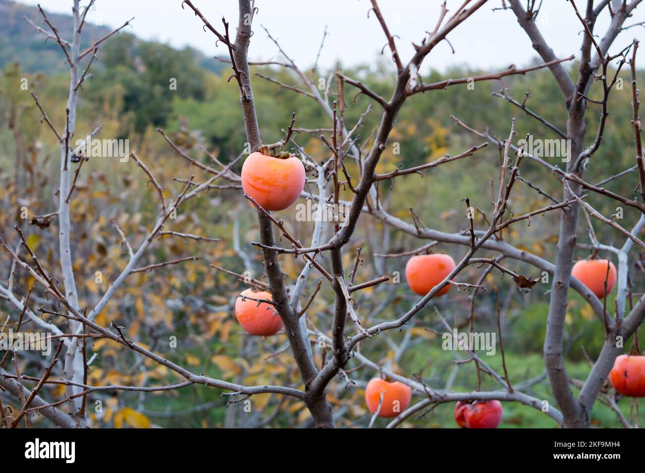 Albero di persimmon orientale con frutti maturi e senza foglie, durante l'inverno, Diospyros kaki Foto Stock
