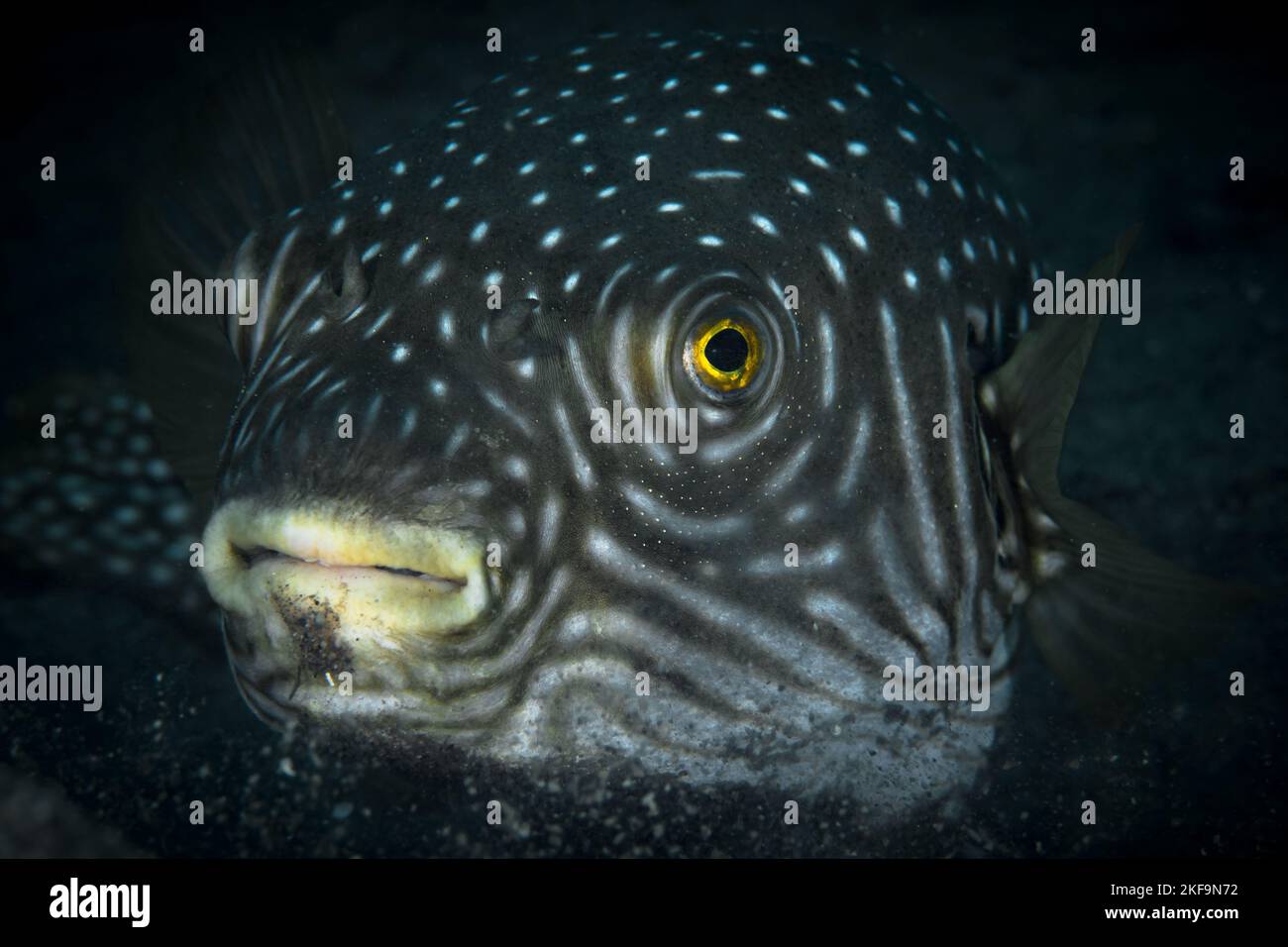 Splendida pinna di mare che nuotano sopra la barriera corallina sana nel Pacifico Indo Foto Stock