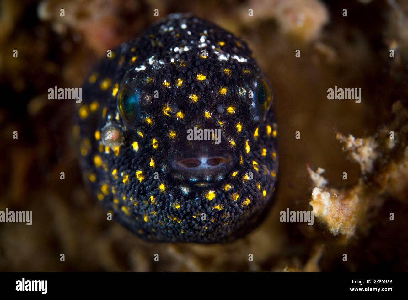 Splendida pinna di mare che nuotano sopra la barriera corallina sana nel Pacifico Indo Foto Stock