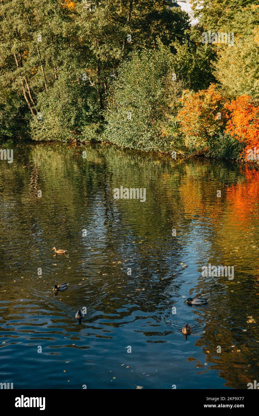 Albero autunnale sulla riva curva dello stagno. Paesaggio autunnale con alberi rossi. Alberi autunnali sulle rive dell'acqua. Vuoto ponte ferroviario arrugginito su un fiume Foto Stock