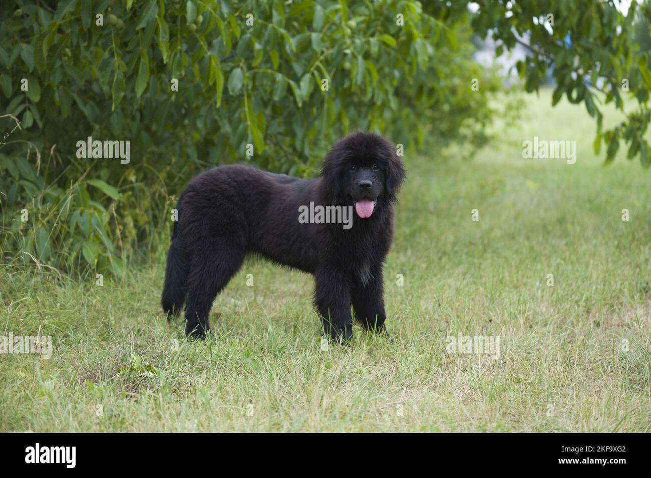 Terranova cane cucciolo Foto Stock