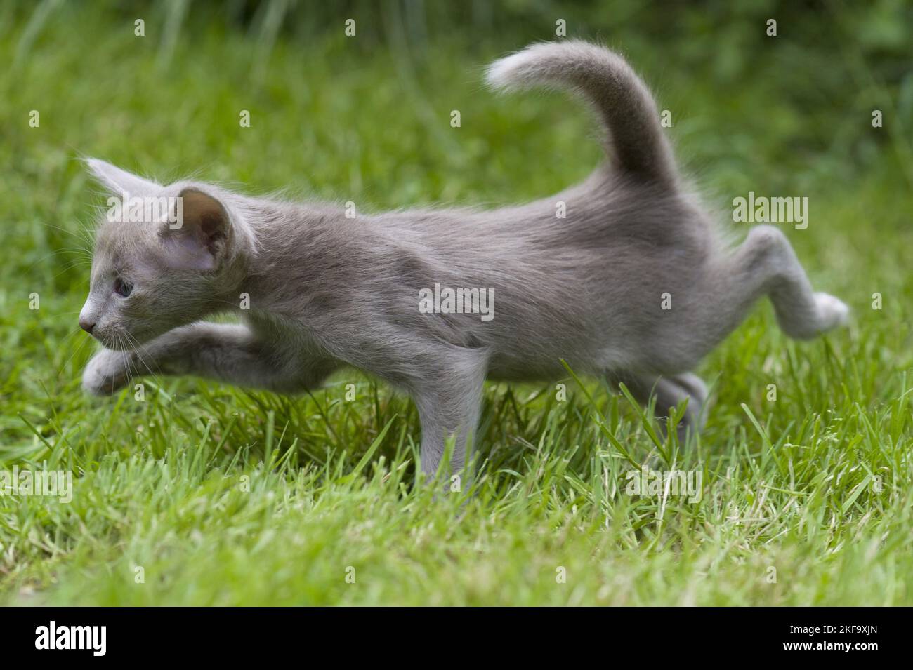 Passeggiate Oriental Longhair Kitten Foto Stock
