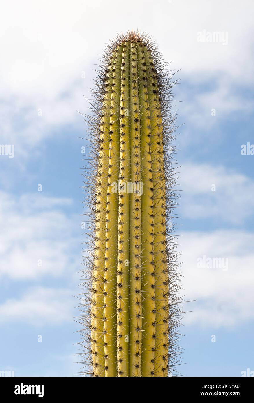 Cactus in una giornata di sole Foto Stock