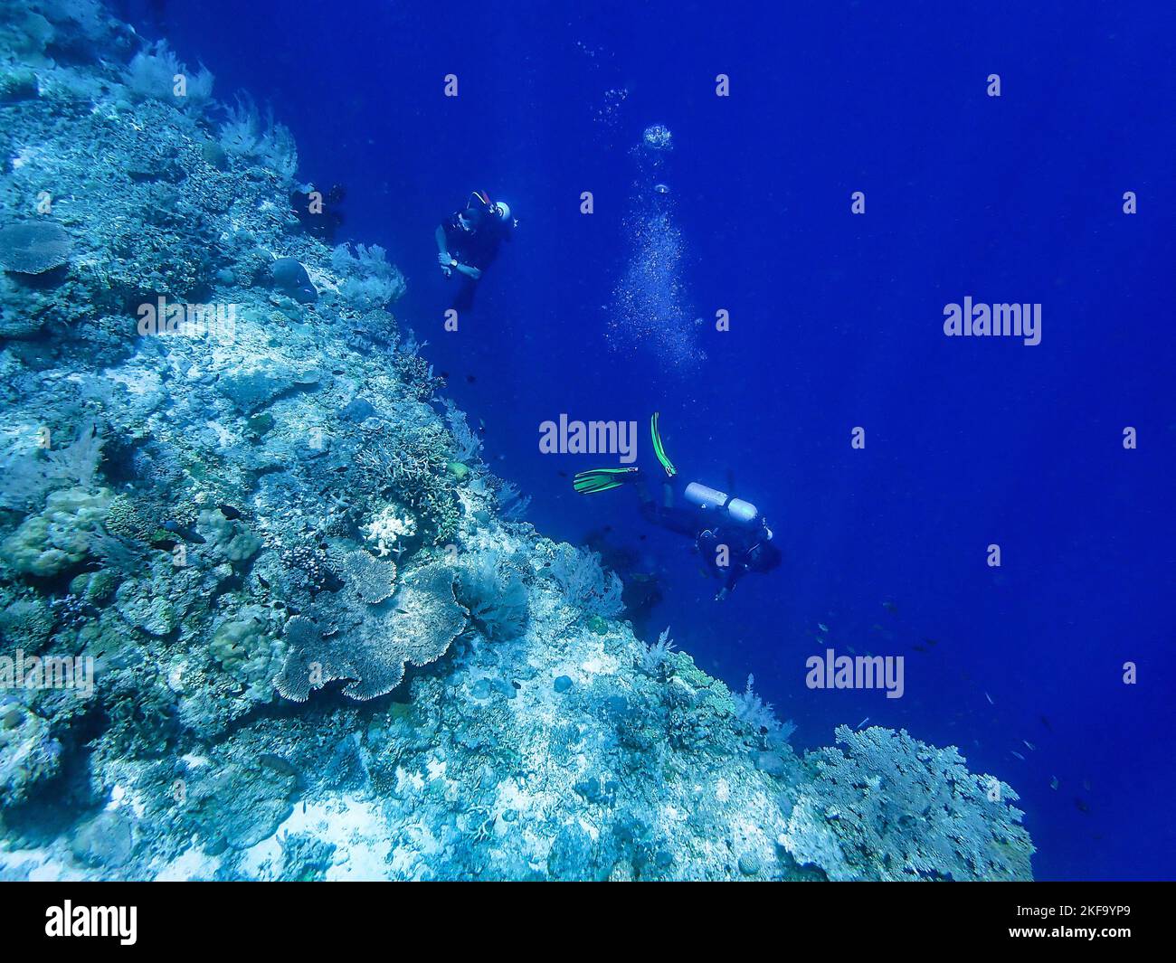 Indonesia Alor Island - vita marina Scuba Diving nella barriera corallina Foto Stock