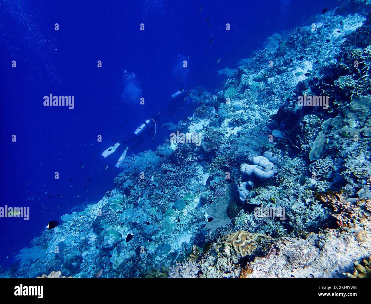 Indonesia Alor Island - vita marina Scuba Diving nella barriera corallina Foto Stock
