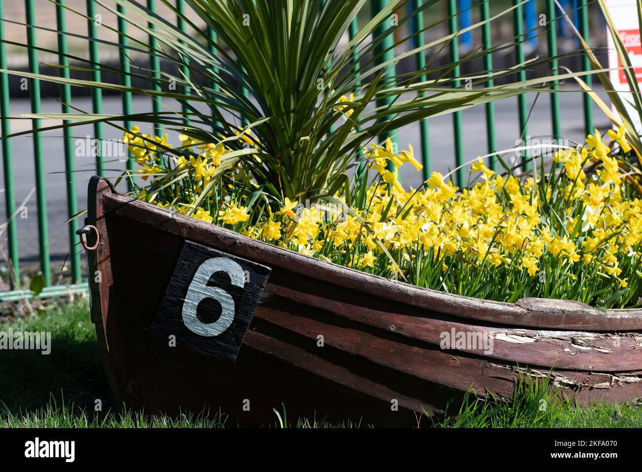 Preso il 14 marzo 2022 a Thompson Park Burnley Lancashire. Vecchia barca a remi in legno con il numero 6 sul lato. Narcisi che crescono nello scafo. Foto Stock