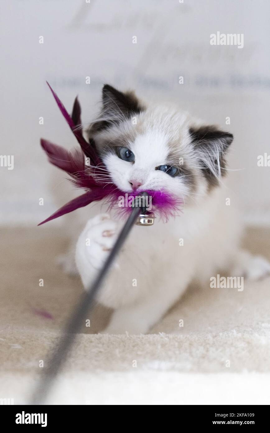 Giocare Ragdoll Kitten Foto Stock