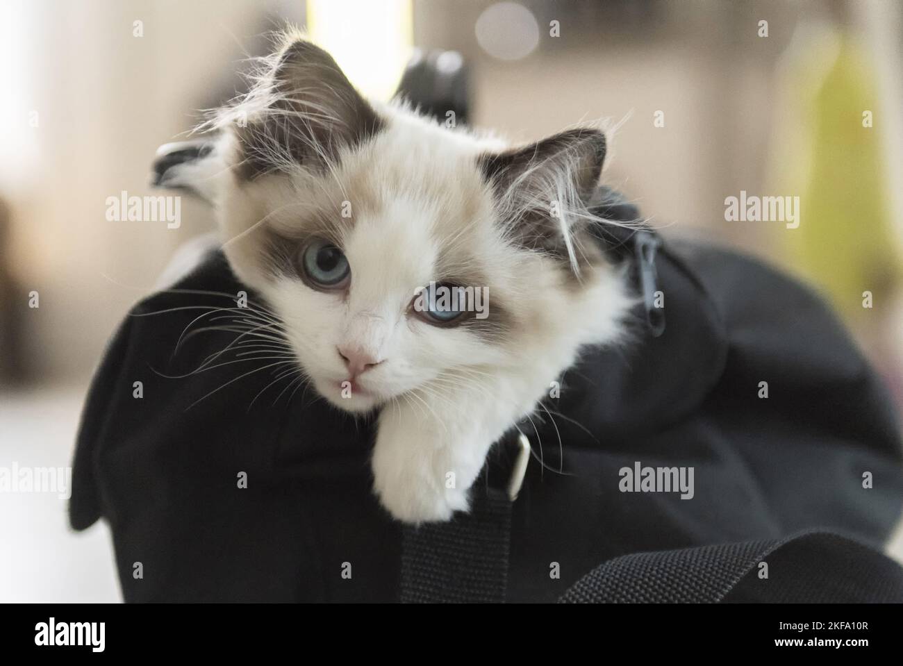 Gattino di Ragdoll Foto Stock