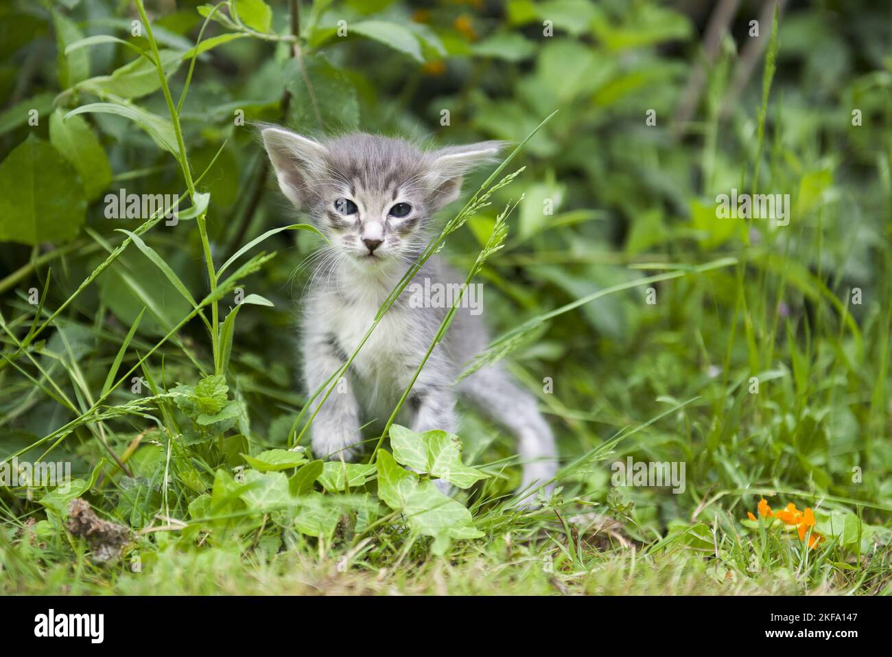 Oriental Longhair gattino Foto Stock