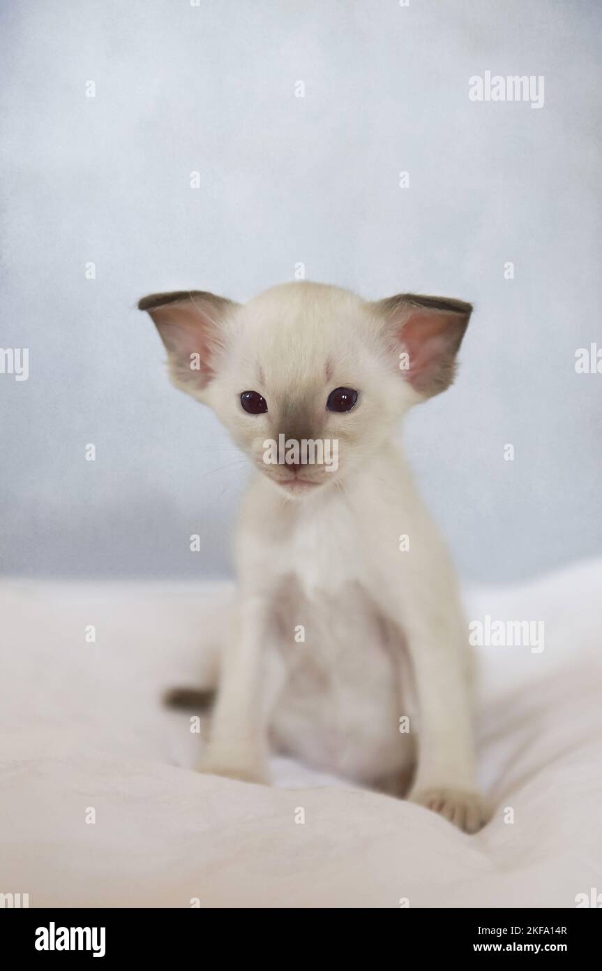 Gattino siamese Foto Stock