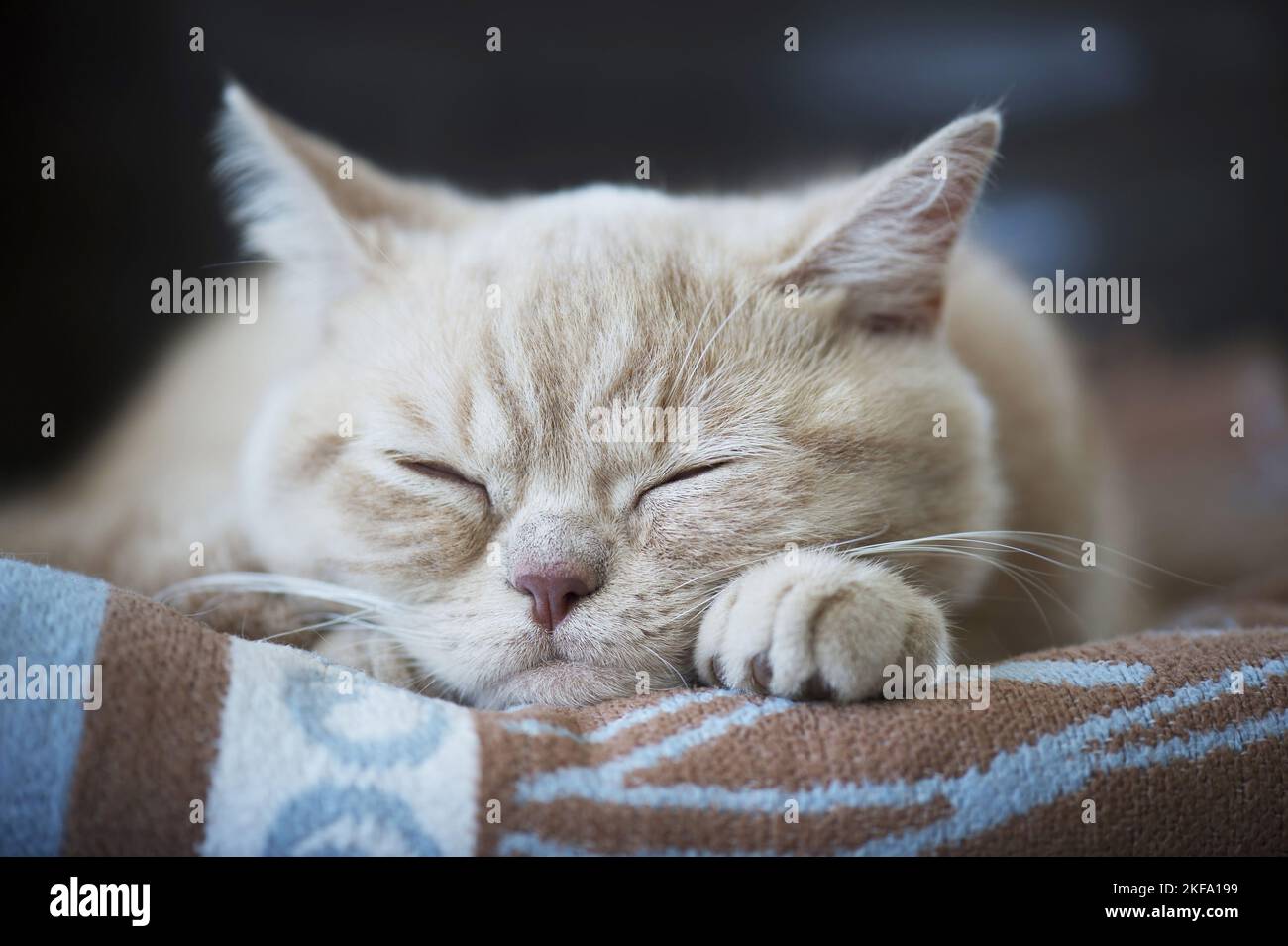 Sleeping British Shorthair Foto Stock