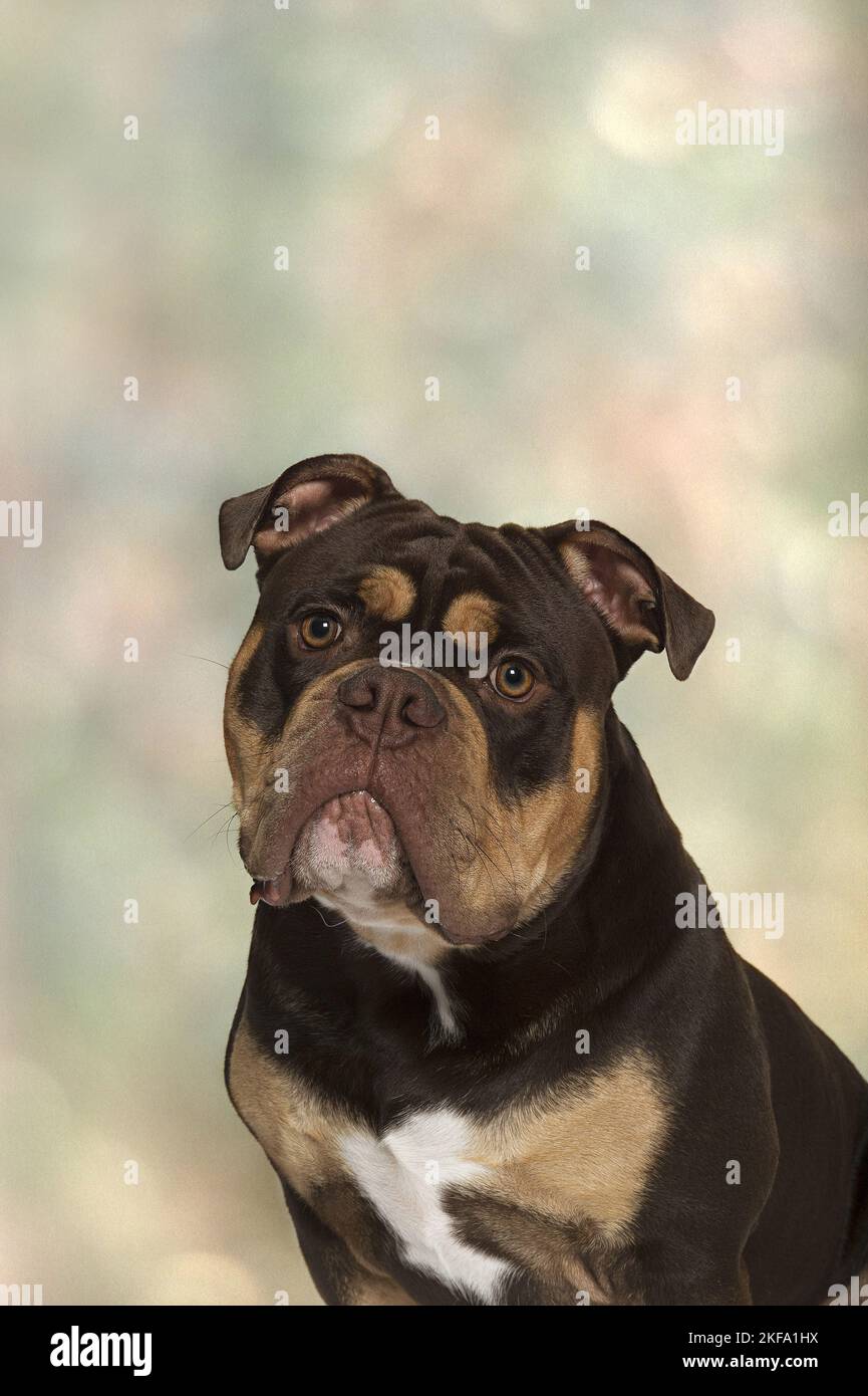 Olde English Bulldog ritratto Foto Stock