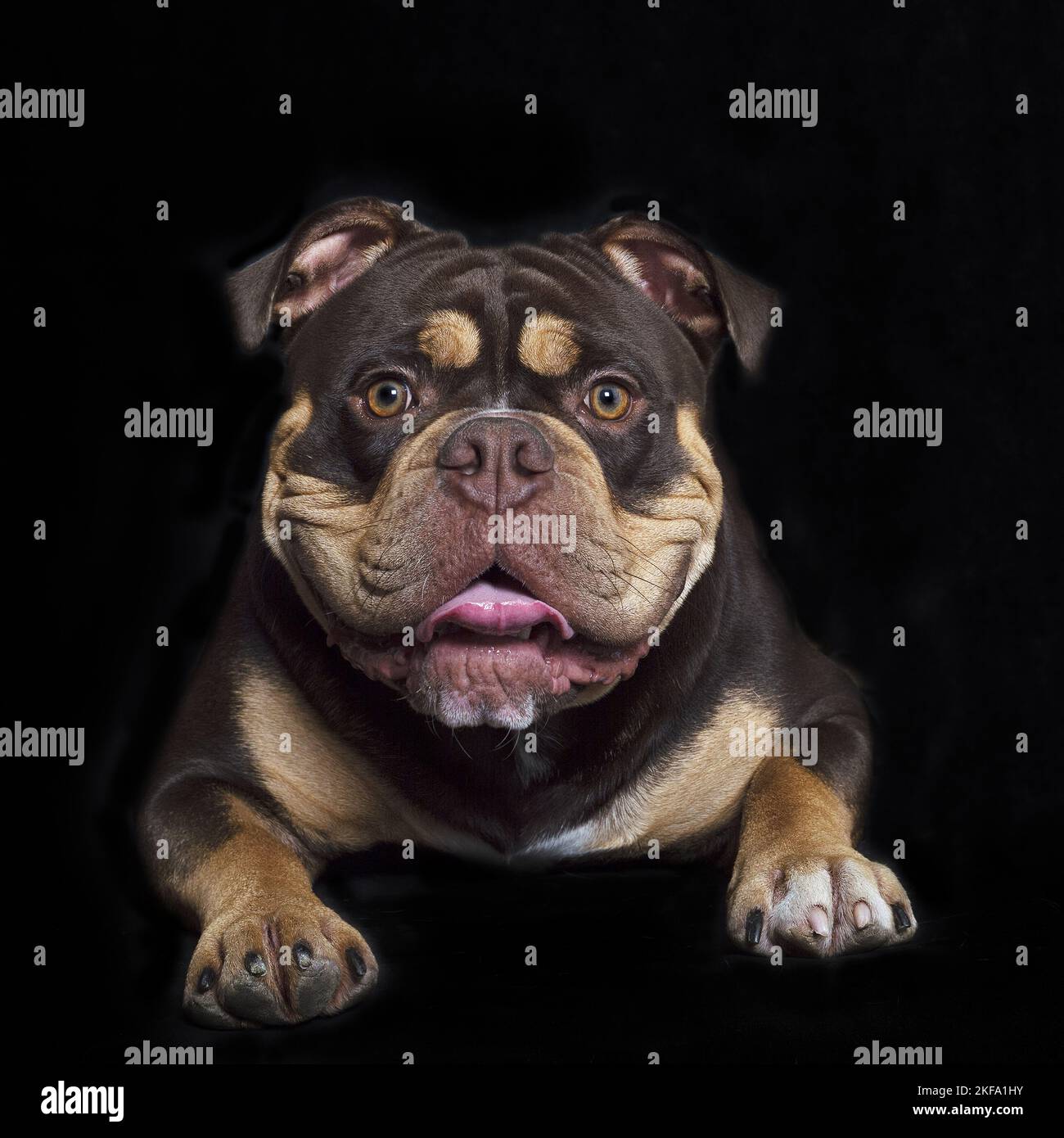 Giacente Olde English Bulldog Foto Stock
