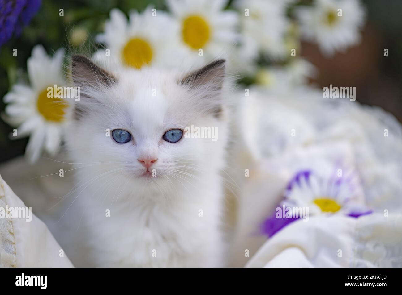 Gattino di Ragdoll Foto Stock