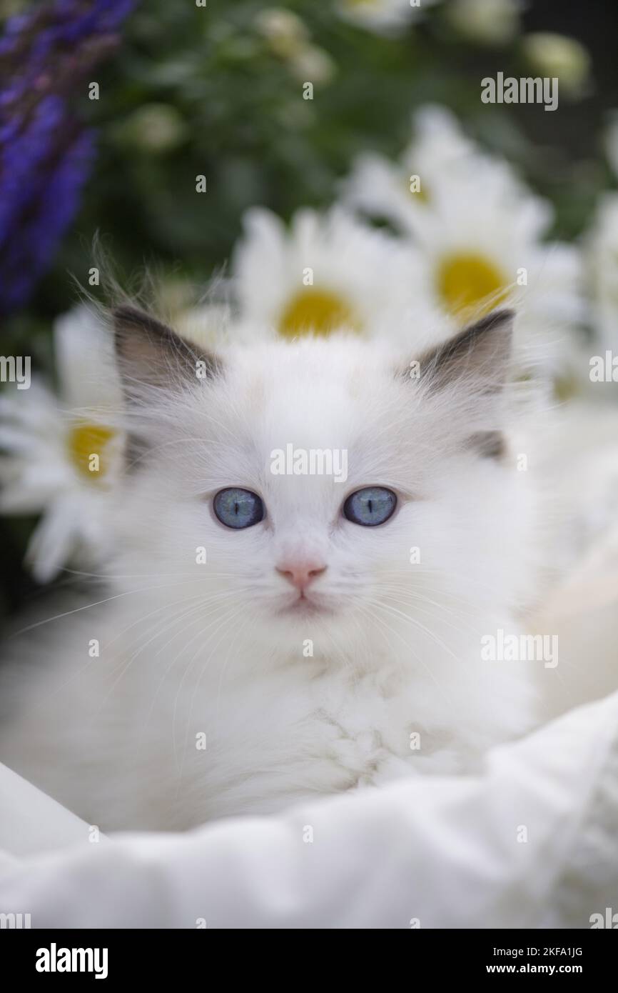 Gattino di Ragdoll Foto Stock